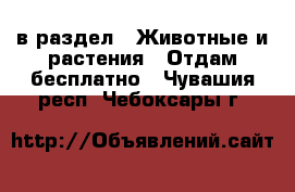  в раздел : Животные и растения » Отдам бесплатно . Чувашия респ.,Чебоксары г.